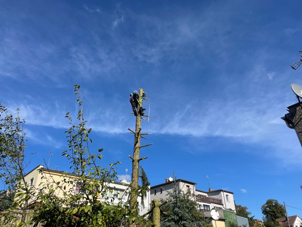 Prace alpinistyczne przy wycince drzewa nad osiedlem